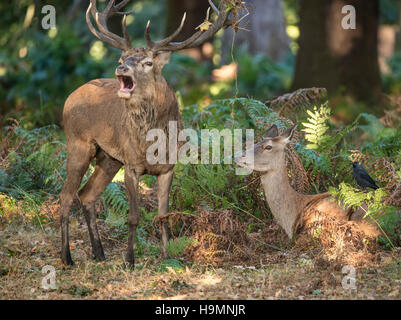 Schöne intime zärtlichen Moment zwischen Rotwild Hirsch und Hirschkuh Doe während der Brunftzeit mit Hirsch brüllen Stockfoto