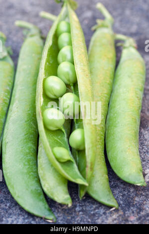 ERBSEN IN HÜLSEN Stockfoto