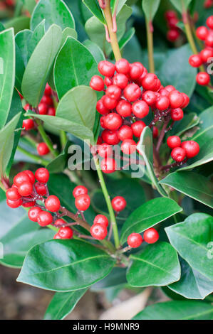 SKIMMIA JAPONICA OBSESSION NAHAUFNAHME WINTER BEEREN Stockfoto