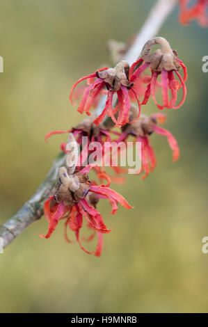 HAMAMELIS X INTERMEDIA DIANE NAHAUFNAHMEN VON BLUMEN Stockfoto