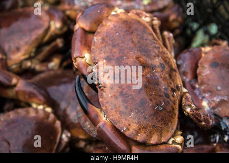 Mehrere frisch gefangene Krabben in einem Korb Stockfoto