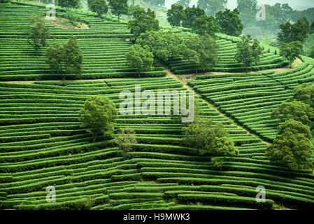 Yingxi Teegarten in Guangdong Provinz, China Stockfoto