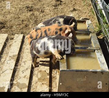 Kune Kune Ferkel nehmen einen Drink an einem sehr heißen Tag. Stockfoto