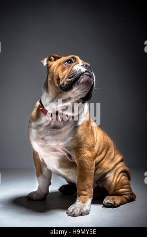 Porträt von niedlich Englisch Bulldogge Welpen im studio Stockfoto