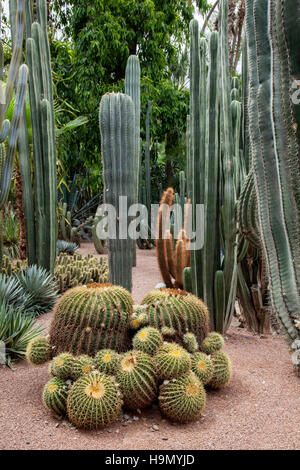 Katusse im Garten Jardin Majorelle in Marrakesch. Das wurde vom französischen Designer Yves Saint Laurent renoviert Stockfoto