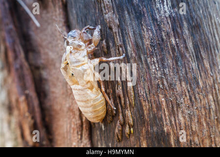 Zikade Shell auf Baum Stockfoto