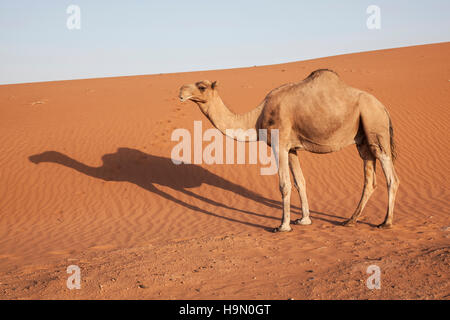 Ein Dromedar arabischen Kamel in der Wüste Sahara. Stockfoto