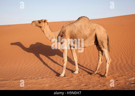 Ein Dromedar arabischen Kamel in der Wüste Sahara. Stockfoto