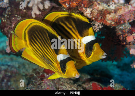 Gestreifte Butterflyfish, Chaetodontidae Fasciatus, Chaetodontidae, Scharm el-Scheich, Ägypten Stockfoto