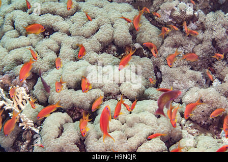 Meer Goldia, Pseudanthias Squamipinnis, Funktionsanalyse, Sharm el Sheihk-, Rotes Meer, Ägypten Stockfoto