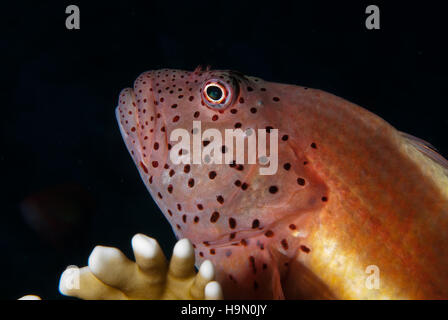 Schwarz-seitig Hawkfish, sommersprossiges Hawkfish oder Forsters Hawkfish (Paracirrhites Forsteri), Cirrhitidae, Sharm el-Sheikh, Ägypten Stockfoto