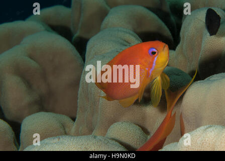 Meer Goldia, Pseudanthias Squamipinnis, Funktionsanalyse, Sharm el Sheihk-, Rotes Meer, Ägypten Stockfoto