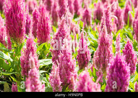 bunte Celosia Blume Stockfoto