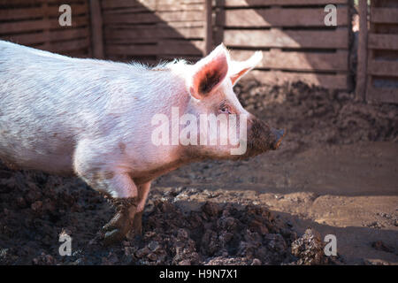 Schmutzige Ferkel in einem Schweinestall Stockfoto