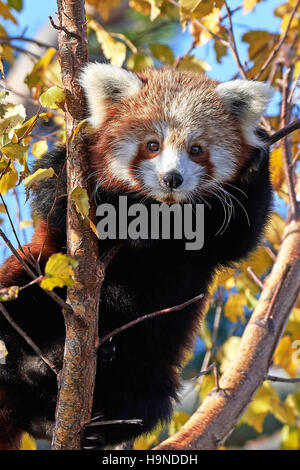 Closeup Portrait ein Roter Panda sitzend in einem Baum Stockfoto