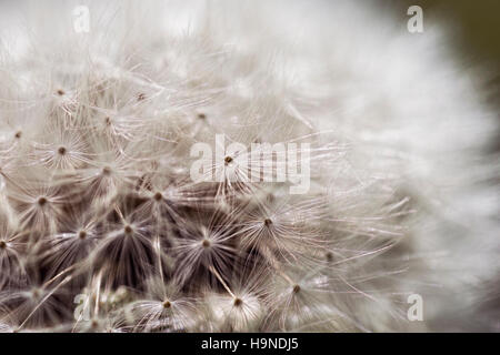 Dandelion Close Up. Schöne Blume mit flachen Fokus in Makro Nahaufnahme Löwenzahn säen. Stockfoto