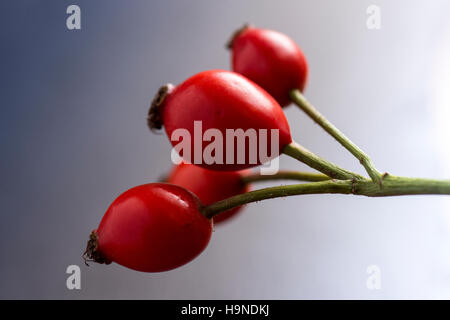 Hagebutten auf AST hautnah. Heckenrosen auf dunklem Hintergrund. Stockfoto