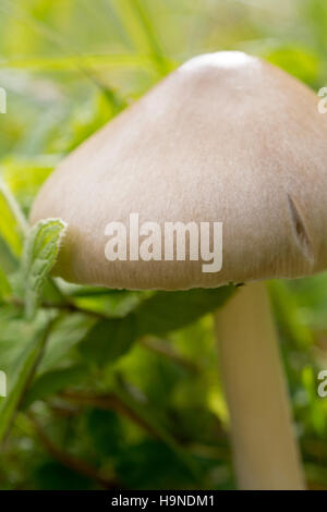 Wald-Pilze in den Rasen hautnah. Natur-Hintergrund. Stockfoto