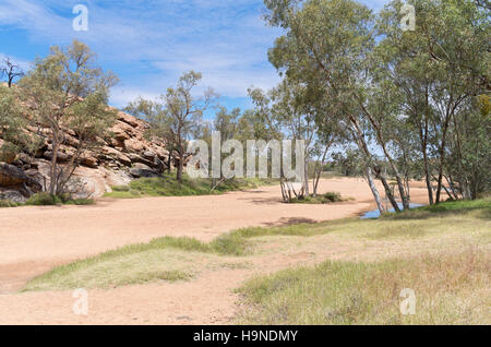 trockenen Todd River Basin Felsen zu Tage tretenden und River Red Gum oder Eukalyptus Camaldulensis Bäume in der Nähe von Alice Springs im northern Territory von Australien Stockfoto