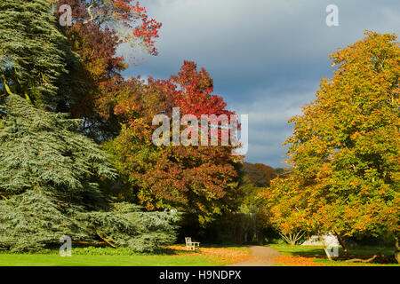 West Dean Gardens im Herbst. Diese Aufnahme zeigt eine Vielzahl von Bäumen an einem hellen, kalten Herbsttag Stockfoto