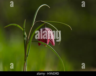 Schöne der Kopf der Schlange (Fritillaria Meleagris) mit der karierten Blume mit einem ruhigen grünen Hintergrund. Stockfoto