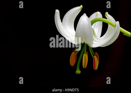 Die weiße Form von Lilium Martagon, benannt "Album" (Lilie Martagon oder Turk Kappe) auf schwarzem Hintergrund Stockfoto