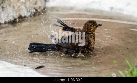 A juvenile Amsel (Turdus Merula) Baden Stockfoto