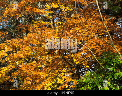 Schöne Herbst-Töne von einer gemeinsamen Buche in einem Garten am Rhu in der Nähe von Helensburgh Schottland Vereinigtes Königreich UK Stockfoto