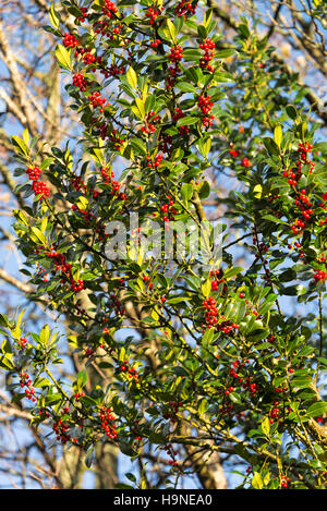 Die schönen roten Beeren der Stechpalme mit grünen glatte Blätter in einem Garten am Rhu Schottland Vereinigtes Königreich UK Stockfoto