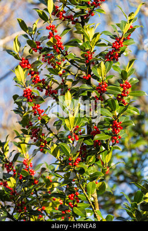 Die schönen roten Beeren der Stechpalme mit grünen glatte Blätter in einem Garten am Rhu Schottland Vereinigtes Königreich UK Stockfoto