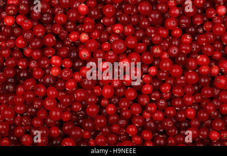 Frische rote Reife Cranberries Hintergrund schließen sich erhöhten Draufsicht Stockfoto