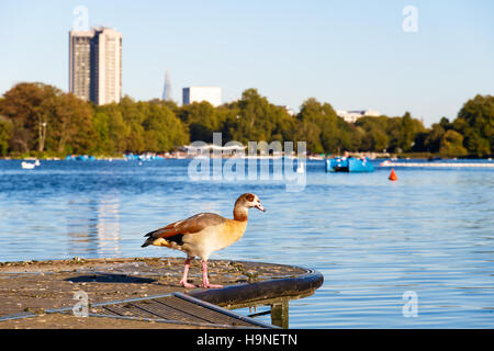 Nilgans am Seeufer mit dem Serpentine Lake im Hintergrund im Hyde Park, London Stockfoto