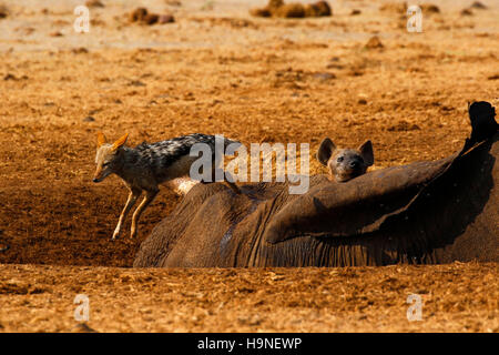 Oktober 2016 verzweifelte Zeiten in Savuti ist Botswana als Bereich in einer Dürre sehr trocken mit kaum Wasser für die Tier-und Pflanzenwelt Stockfoto