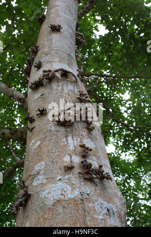 Tropischer Baum Nahaufnahme des Rumpfes Stockfoto