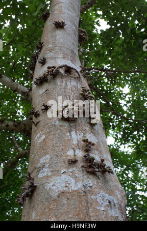 Tropischer Baum Nahaufnahme des Rumpfes Stockfoto