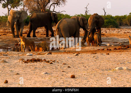 Ein Rudel Löwen ganz in der Nähe eine Herde Elefanten während einer Dürre auf Pump Pan Savuti Botswana Stockfoto
