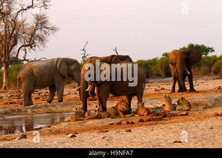 Ein Rudel Löwen ganz in der Nähe eine Herde Elefanten während einer Dürre auf Pump Pan Savuti Botswana Stockfoto