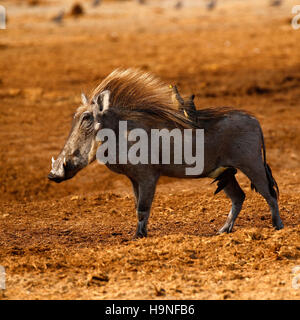 Afrikanische Warze Schweine sind niedlich kleinen Kerle, die diese haben einige Oxpeckers, die mit ihnen verbundenen Reinigung aus der Bugs auf ihre Haut Stockfoto