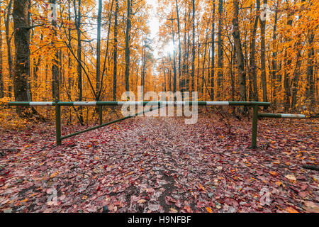 Hindernis auf dem Weg in den bunten Herbstwald Stockfoto