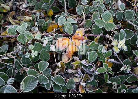 Rubus Fruticosus. Brombeerblätter im Herbst Frost Farbwechsel Stockfoto