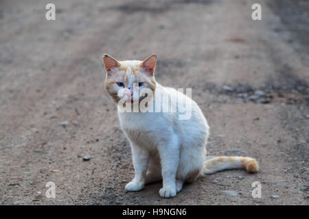 Weiße Katze auf einer Dorfstraße Stockfoto