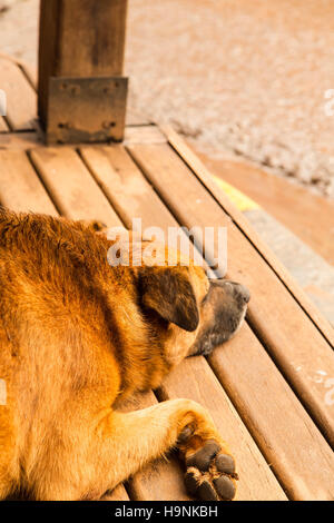 Hund schlafen Stockfoto