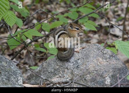 Chipmunk in New-hampshire Holz. Die östliche Chipmunk hat rötlich-braunen Fell auf dem Rücken und an den Seiten und weißen Fell auf dem Bauch. Stockfoto