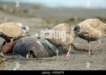 Seal Pacific Gull Essen tot am Strand. Stockfoto