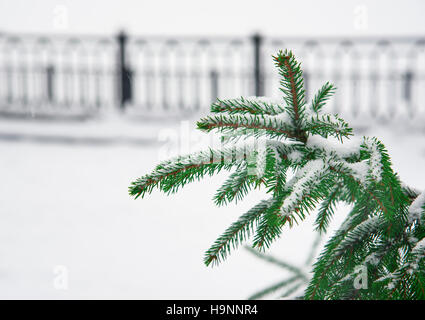 Verschneiten Tannenzweigen Stockfoto