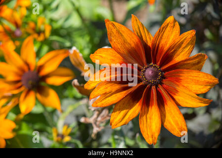 Black Eyed Susan Rudbeckia Hirta, Orange und Rot Blume, Nahaufnahme Stockfoto