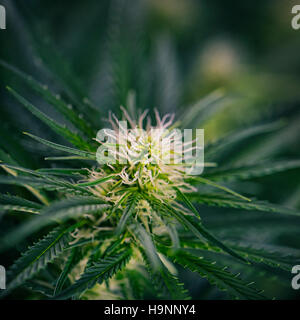 Cannabis-Blume - blühende Pflanze mit frühen weißen Blüten Stockfoto