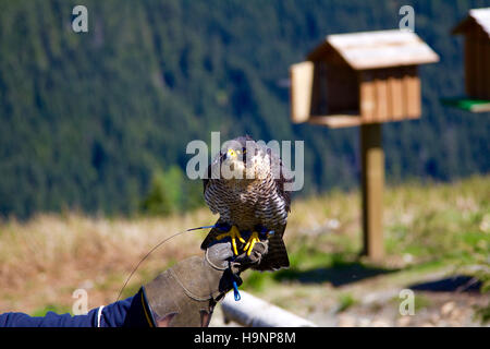 Ein Falke sitzt auf einem Handler Hand an der Grouse Mountain in Vancouver, Kanada. Ein Vogelhaus ist im Hintergrund. Stockfoto