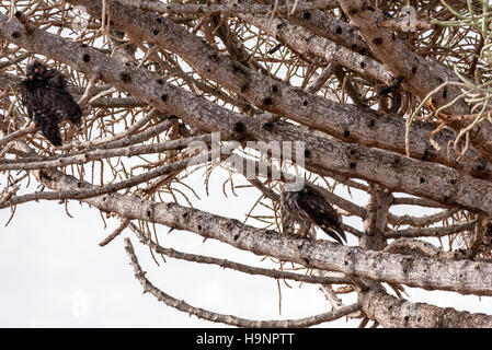 Zwei zerzaust Verreauxs Uhu thront in einem Baum nach einem Zeitraum von heavy rain Stockfoto