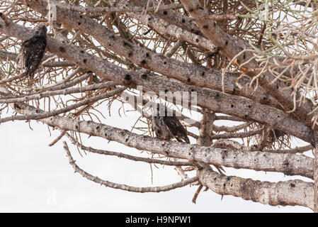 Zwei zerzaust Verreauxs Uhu thront in einem Baum nach einem Zeitraum von heavy rain Stockfoto